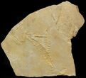 Cruziana (Fossil Trilobite Trackway) - Morocco #49194-1